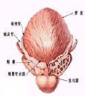 男性小便滴白是什么原因?