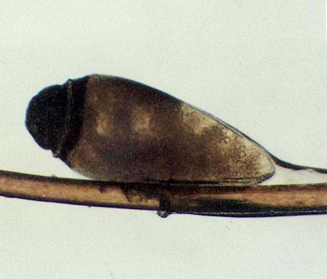 ͼ����ʭ���������������ʭ